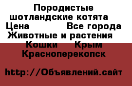 Породистые шотландские котята. › Цена ­ 5 000 - Все города Животные и растения » Кошки   . Крым,Красноперекопск